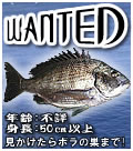 WANTED!@ł͂ǂ```HI