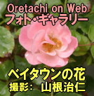 「ベイタウンの花」(山根治仁)